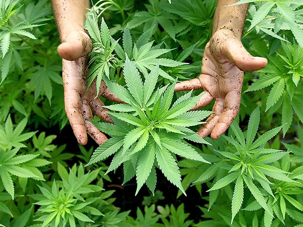 Употребление марихуаны закон украина ph почва для выращивания конопли