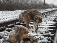 собаки на железнодорожных путях