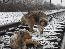 собаки на железнодорожных путях