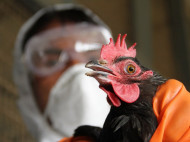 В Одесской области зафиксирована вспышка птичьего гриппа
