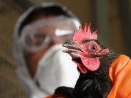 Госпотребслужба заявила о вспышке птичьего гриппа в двух областях Украины

