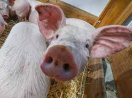 На Николаевщине зафиксирована новая вспышка африканской чумы свиней
