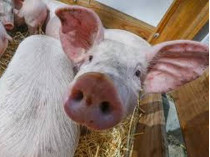 На Николаевщине зафиксирована новая вспышка африканской чумы свиней