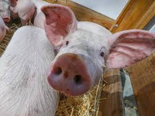 На Николаевщине зафиксирована новая вспышка африканской чумы свиней