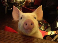У канадской пары дома живет свинья весом 292 кг! (фото, видео)
