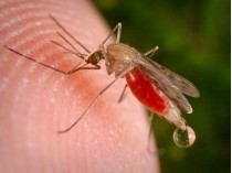 малярия комар
