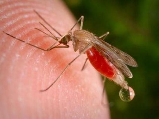 малярия комар