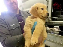 Полицейский держит спасенного щенка