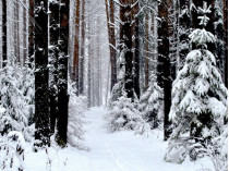 лес зимой
