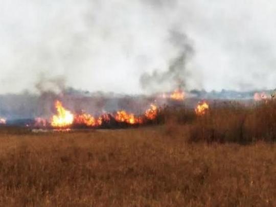 На Одесчине браконьеры для «выкуривания зверей» устроили пожар в Национальном парке «Тузловские лиманы»