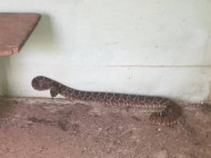 В жилом доме в Техасе нашли 24 гремучие змеи (фото)
