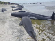 В Новой Зеландии на берег выбросились более 400 черных дельфинов (видео)
