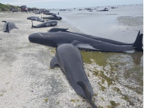Черные дельфины на берегу
