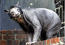 В лейпцигском зоопарке две медведицы лишились своего густого меха, став полностью лысыми
