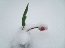 снежный апокалипсис в Харькове