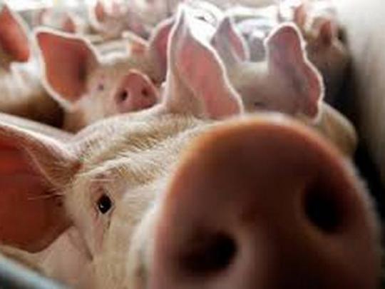 В Киевской области зафиксирована вспышка африканской чумы свиней