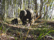 На Луганщине двое грибников подорвались на растяжке, — разведка