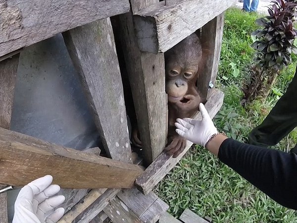 Na Borneo Osvobodili Orangutana Kotoryj Dva Goda Prozhil V Tesnoj Derevyannoj Kletke Foto Video Fakty