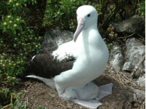 Северный королевский альбатрос