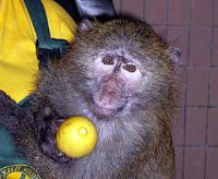 Во время эпидемии обезьяны в зоопарках страны получают чай с лимоном, малиновый компот, а на десерт&nbsp;— сухофрукты