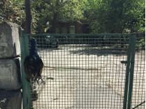В частном зоопарке в Киеве вандалы убили павлинов