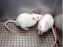 Лабораторные мыши