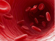Ученым удалось превратить стволовые клетки в клетки крови