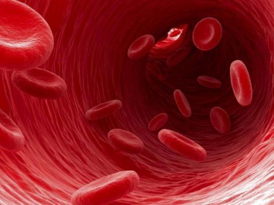 Ученым удалось превратить стволовые клетки в клетки крови