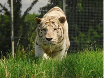 Тигр в зоопарке Хэмертон