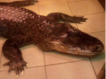 крокодил Вася рекордсмен