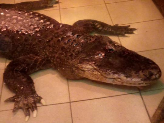 крокодил Вася рекордсмен
