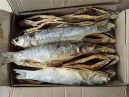 Представителей Госрыбагентства в Полтавской области подозревают в «крышевании» подпольных рыбцехов