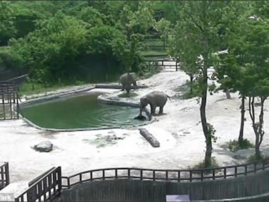 Слоны спешат на помощь слоненку