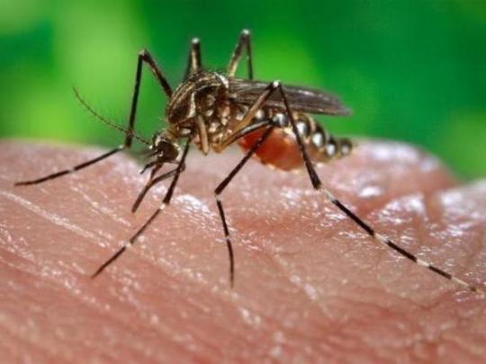 Ученые определили любимую группу крови комаров
