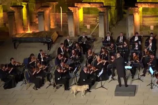 Флегматичная собака, которая забрела на сцену во время выступления оркестра, стала звездой шоу и соцсетей 