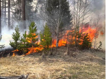 Пожар на опушке леса