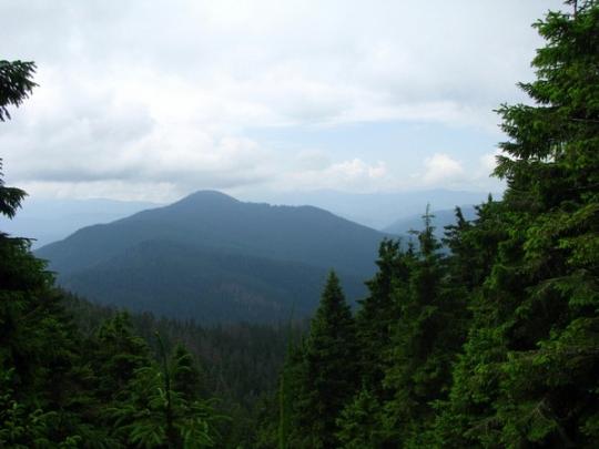 Карпатские леса могут включить в список Всемирного наследия ЮНЕСКО