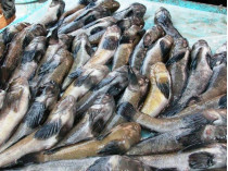 На Хесонщине поймали браконьера, наловившего морского бычка на 12 миллионов гривен (фото)