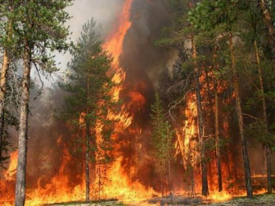Херсонщину охватили масштабные лесные пожары 