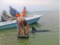 Спасли дельфинов