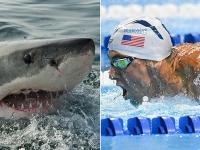 Знаменитый пловец Майкл Фелпс проиграл заплыв белой акуле (видео)