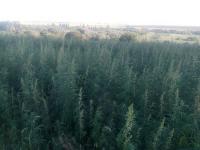 В Донецкой области обнаружена плантация конопли площадью 10 гектаров (фото)