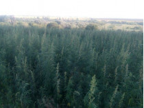 В Донецкой области обнаружена плантация конопли площадью 10 гектаров (фото)