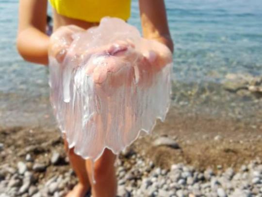 Пережив атаку саранчи, Крым страдает от нашествия медуз (фото)