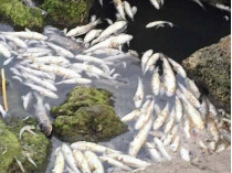 В Хаджибейском лимане в окрестностях Одессы массово гибнет рыба