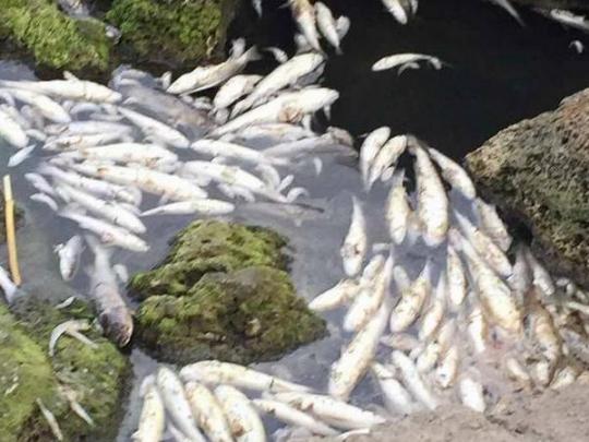 В Хаджибейском лимане в окрестностях Одессы массово гибнет рыба