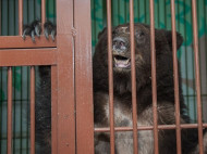 На Львовщине дрессировщик передвижного цирка издевался над медведицей