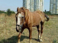 В Одессе полиция начала расследование по факту жестокого обращения с конем, которого принуждали возить туристов в жару