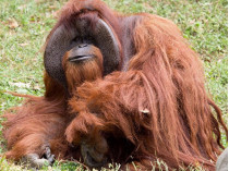 В США умер выучивший язык жестов орангутан Чантек