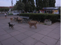 В Николаеве будут два дня считать бездомных собак при помощи смартфонов (фото)